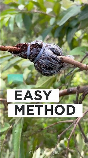 Air Layering with Plastic Wrap – Simple & Effective Rooting Method