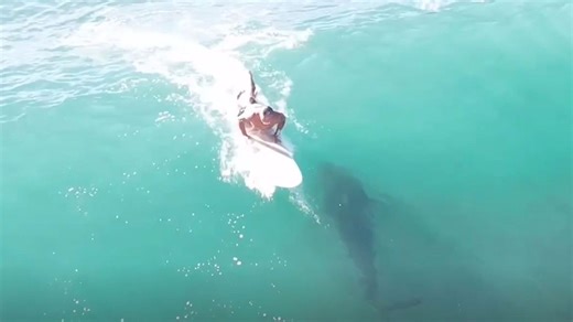 Watch horror moment massive 12ft shark swims DIRECTLY UNDER oblivious surfer