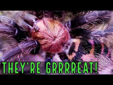 Guatemalan Tiger Rump (Davus pentaloris) Care & Husbandry