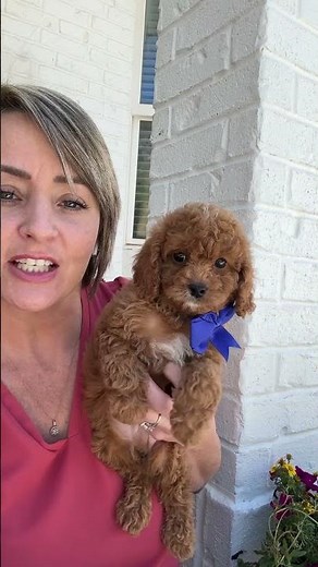 Blue boy! Trixie’s Cavapoos- 10-15lbs full grown #cavapoopuppy
