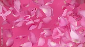 Super slow motion shot of flying pink rose petals towards camera on pink background at 1000 fps.