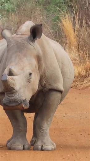 8K views · 198 reactions | Big rhino cow in the middle of the road #wild #leo #story #lions #wildlife #nature #animals | African Bush Kingdom | Facebook