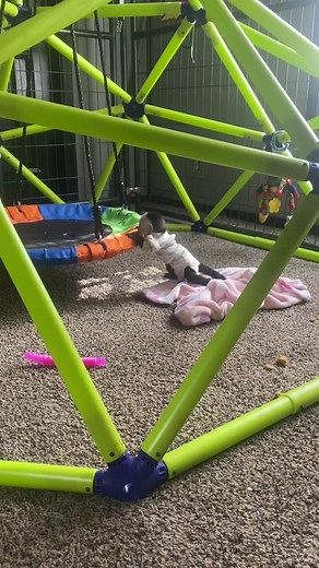 Zeke, Zela, Zeppelin & Zeta on TikTok