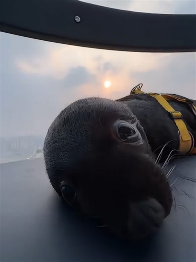 Cute Baby Sea Lion Spotting