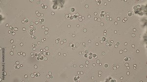 Study of Protozoa, Algae and bacteria under the microscope for education.