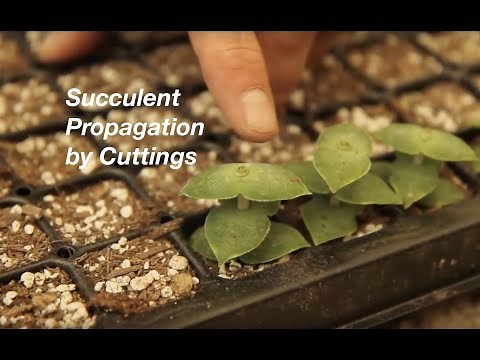 How to Propagate Stacked Crassulas