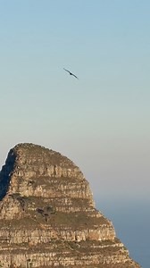 Spotted a Booted Eagle from India Venster trail this morning. Such a beautiful bird 🥰 #eagle #birdofprey #tablemountain #birding | Table Mountain Experience