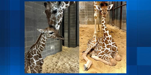 Montgomery Zoo welcomes newborn giraffe