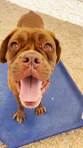 4.3K views · 82 reactions | **** ADOPTED. **** If you are a large...