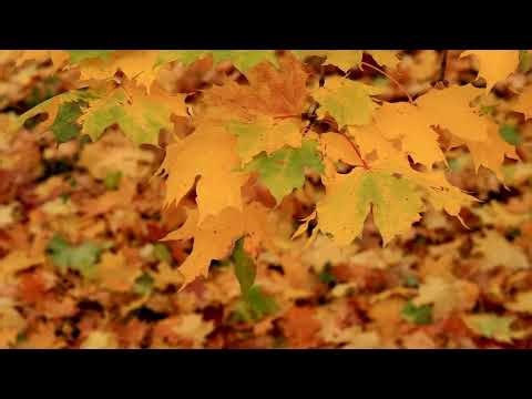 Beautiful Relaxing Music & Summer Scenery - Peaceful Music for Deep Relaxation, Stress Relief