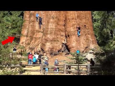 These 15 Trees Are the Biggest Living Things on Earth