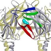 Video: Mutagenesis and Functional Analysis of Ion Channels Heterologously Expressed in Mammalian Cells