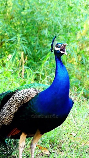 Peacock sound 8k ~ nice pavão video sharing voice calls 💖❤️ #wildlife #animalsounds #birds