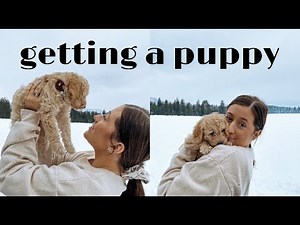 GETTING A PUPPY | 8 week old mini labradoodle