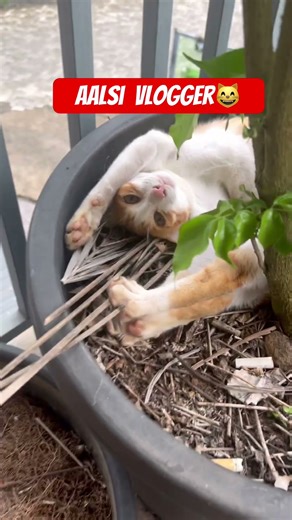 aalsi vlogger #funny #comedy #catfunnyvideo #viralshorts #children #catlovers #sleepingcat