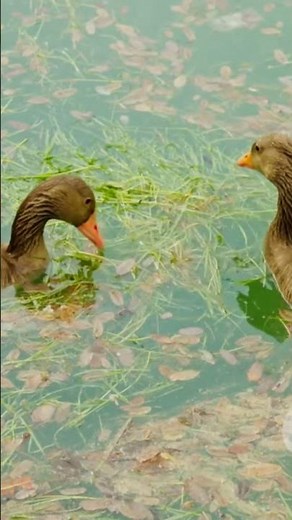 The Surprising Benefits of Keeping Welsh Harlequin Ducks