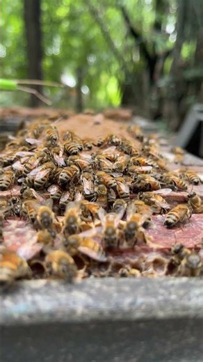 "What Bees Eat in the Rainy Season | Survival of the Hive" 🌧️🌼