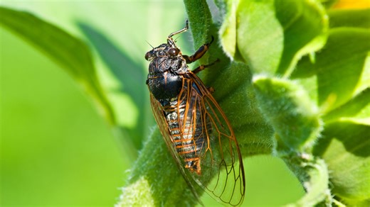 What are 'zombie cicadas'? What to know as trillions of cicadas set to emerge this spring