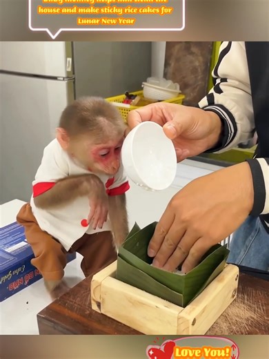 Baby monkey helps dad clean the house and make sticky rice cakes for Lunar New Year #animals #pet #babyanimal #bibi #babymonkey