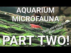 What Are Those Little Bugs And Worms In Your Aquarium (PART 2)? - Uncommon Aquarium Micro Fauna