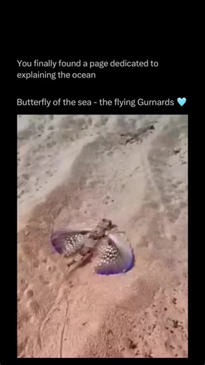 Oceans Explained in depth on Instagram: "Follow @explainingoceans to learn everything about oceans one post at a time 🧠🔥 Flying gurnards are unusual marine fish known for their large, wing-like pectoral fins that spread out like colorful fans. Despite their name, they do not truly fly; instead, they use these fins to glide along the ocean floor and startle predators by suddenly appearing much larger. These fish live in warm ocean waters and feed mainly on small crustaceans and invertebrates th