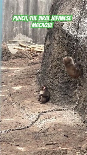 PUNCH | Watching him play without his plushie mom hits different #punch #viralmonkey #japan #パンチくん