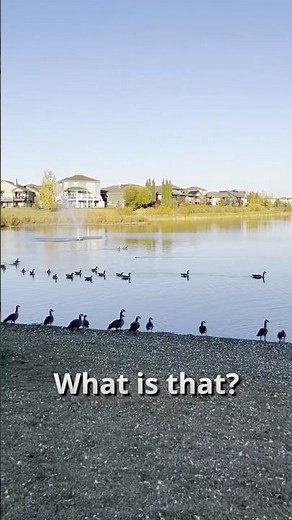 Beaver or Muskrat? 🦫 Spotted in a Alberta Pond!