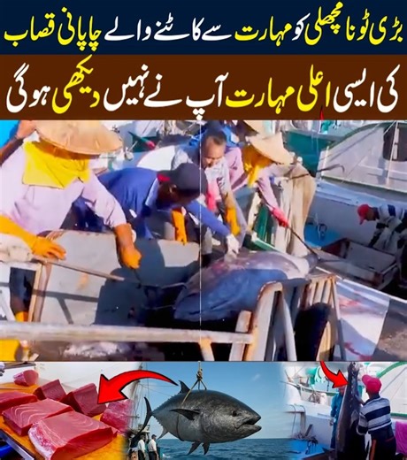 You Won’t Believe This Chapani Butcher’s Skill! 😲 | Watch Him Cut a Giant Tuna Fish Prepare to be amazed! 😲 Watch this highly skilled Chapani butcher expertly cut and process a giant tuna fish with incredible speed and precision. In this video, you’ll see: ✔ Professional tuna cutting techniques ✔ How large tuna fish are processed ✔ Sharp knife skills and clean cuts ✔ Traditional seafood preparation methods ✔ Behind-the-scenes of fish market expertise Tuna processing requires years of experienc