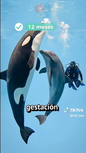 Cruce entre Orca y Delfín: ¿Qué Sucede?