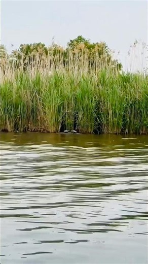I Discovered The Turtles Secret #nature #animals #shorts