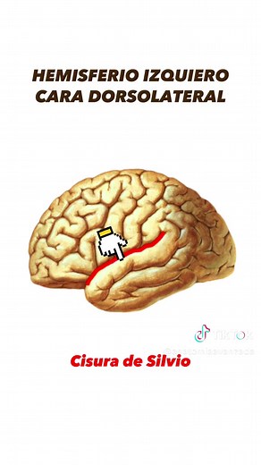 Configuración externa del cerebro: giros y cisuras