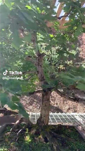 Check Out the Incredible Roots on This Mighty Oak Bonsai! 🌿