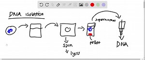 SOLVED:In separating DNA for genomic analysis, it is important to consider RNA contaminating the sample during the cell lysis step of a DNA extraction. Which is likely to cause what to occur? a. DNA separates into the supernatant. b. DNA is destroyed by the protease. c. DNA is unaffected by the RNA. d. DNA combines with the RNA.