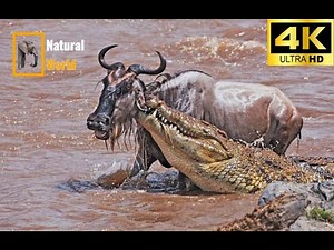 アフリカ・サバンナを生き抜く壮絶なサバイバルの旅 | 野生動物 | 4K UHD | NATURAL WORLD #wildlife #africa # アフリカ #サバンナ #safari