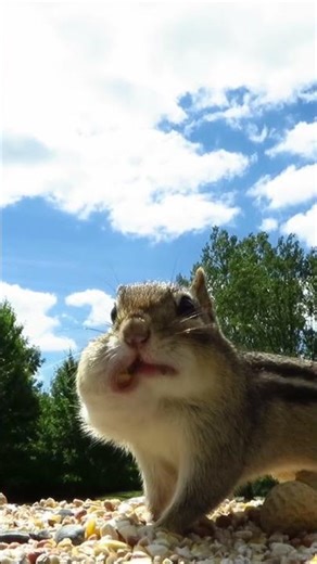 Eastern chipmunk poses for the camera