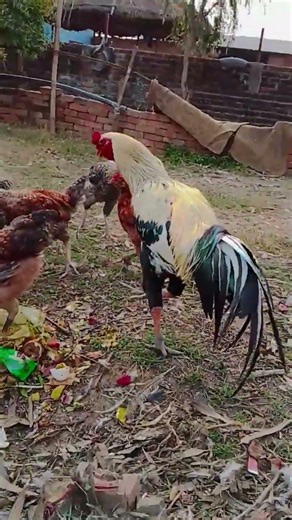 Java pure 🐔🐓★#@