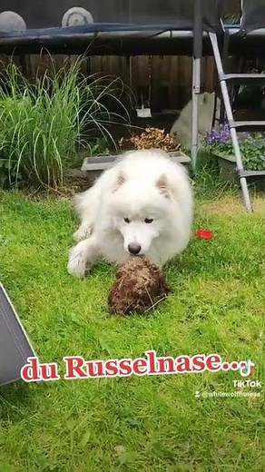 du Russelnase, Gib mir sofort alle deine Erdnusse - süßer Samojeden Edition