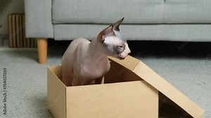 The Canadian Sphynx cat hides in a cardboard box and jumps out of it