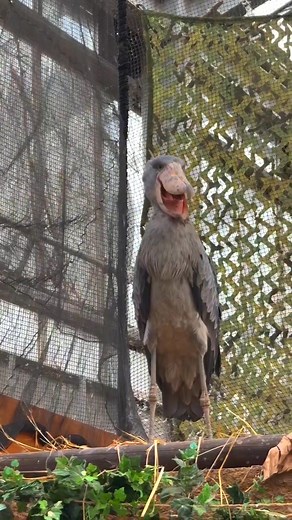 63K views · 4.1K reactions | Shoebill stork 捻 | Shoebill Stork | Facebook