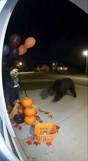 Bear Gets Scared by Halloween Decoration… Then Destroys It 😂🐻🎃