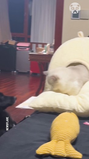 3.2K views | Quick attack and instant cat defense! | Street Belle Fashion | Facebook