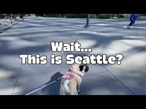 😳😳My Pug Found a Jungle in Seattle | Amazon Spheres #pug #seattle #vlog #dogs #pets #washington