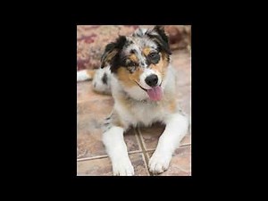 Characteristics of the Australian Shepherd Border Collie Mix