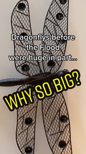 The Gigantic Evolution of Dragonflies: Uncovering the Mystery