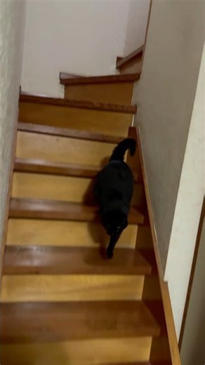 Shin-chan came down the stairs alone #blackcat #talkingcat #blackcat
