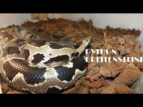 Présentation du python breitensteini