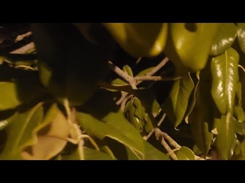 Reframe: No Mercy run part 2(All purple or green)