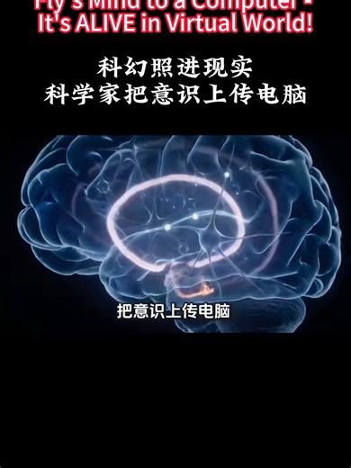 This is NOT sci-fi anymore! Scientists digitally uploaded a fruit fly's consciousness - no code, no training models, no animation. Just pure biological signals controlling a virtual body. The future of mind uploading is HERE! #Science #Neuroscience #FutureTech #AI #MindUpload 科幻變成現實了！科學家讓果蠅的「意識」在虛擬世界裡活了過來，不是代碼、沒有訓練模型、也沒有動畫幹預，純粹是大腦神經信號驅動數字軀體。這意味著什麼？未來意識上傳可能不再是電影情節，這波腦機接口技術直接顛覆人類對生命的認知！