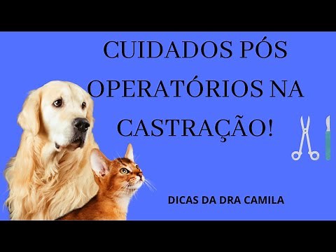 Cuidados pós operatórios na castração de cães e gatos! Atenção!