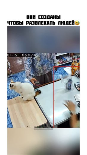 DOBRO TV on Instagram: "📌Funny 🐈😅"